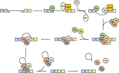 The Role of RNA Splicing Factors in Cancer: Regulation of Viral and Human Gene Expression in Human Papillomavirus-Related Cervical Cancer